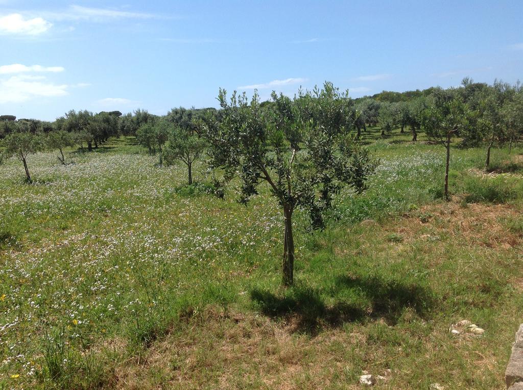 Appartamenti In Villa Senia Favignana Dış mekan fotoğraf